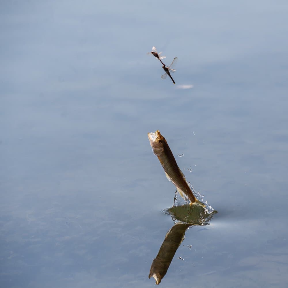 Fish Leaps For Dragonflies by Summer2016 — canvas wall art