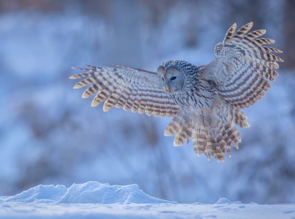 Winter Owl Flight by Judy Tseng — canvas wall art