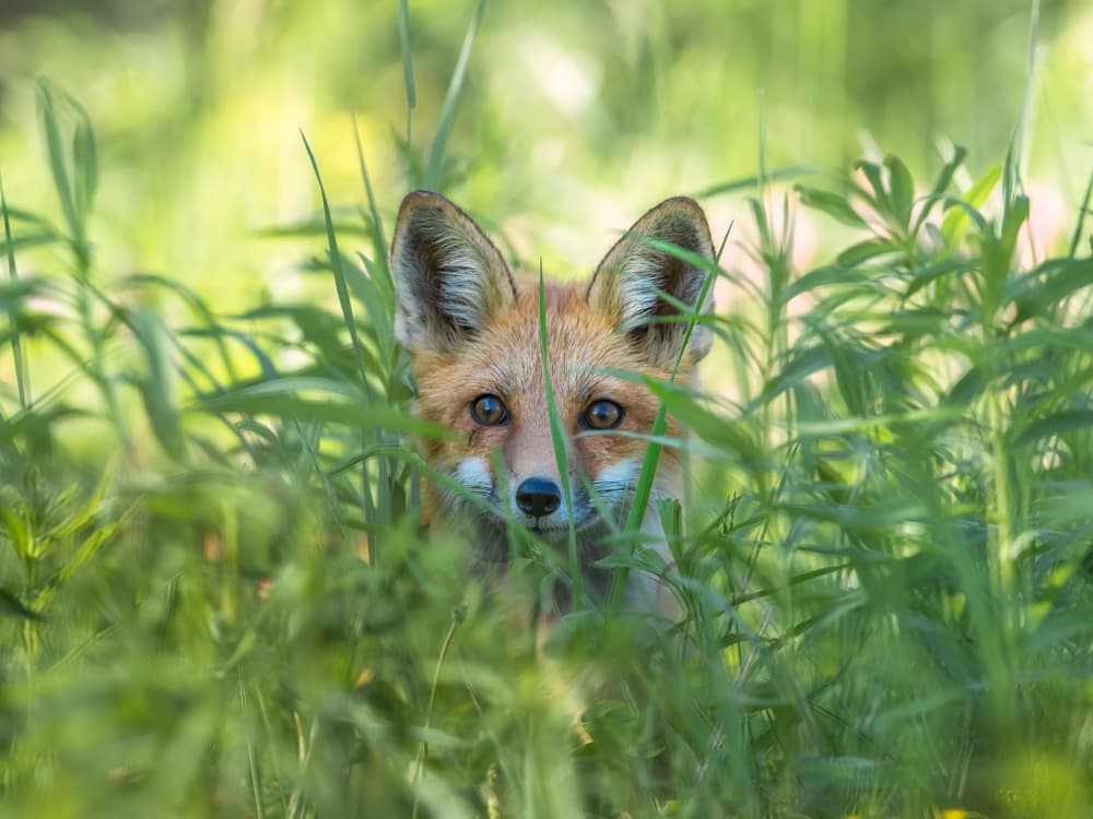 Curious Red Fox by Larry Deng APA — canvas wall art