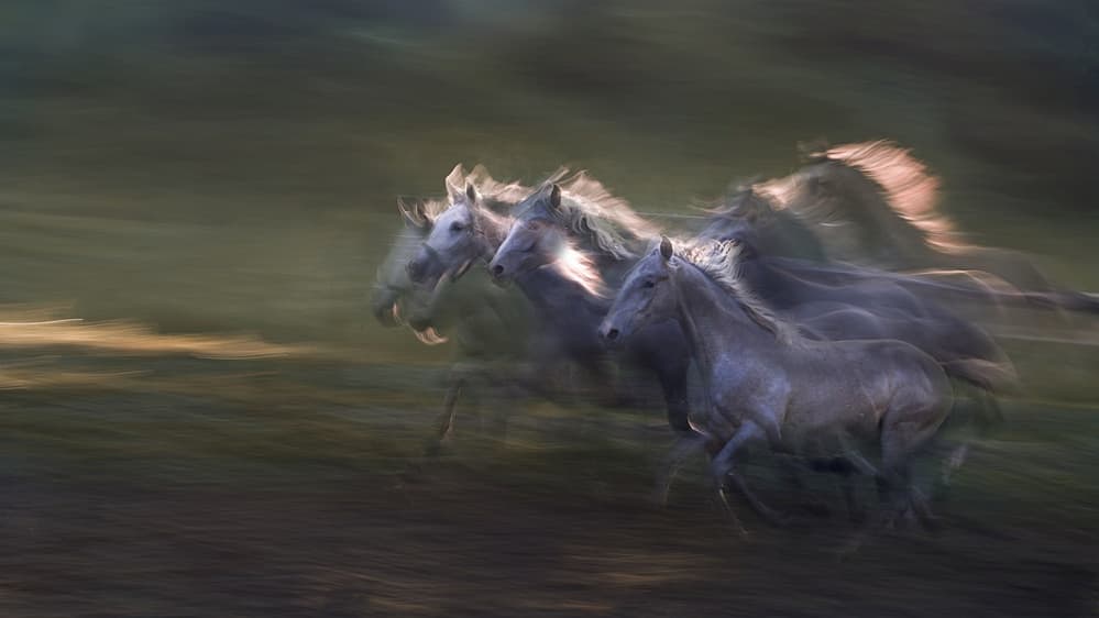 Wild Horses Galloping Free by Milan Malovrh — canvas wall art