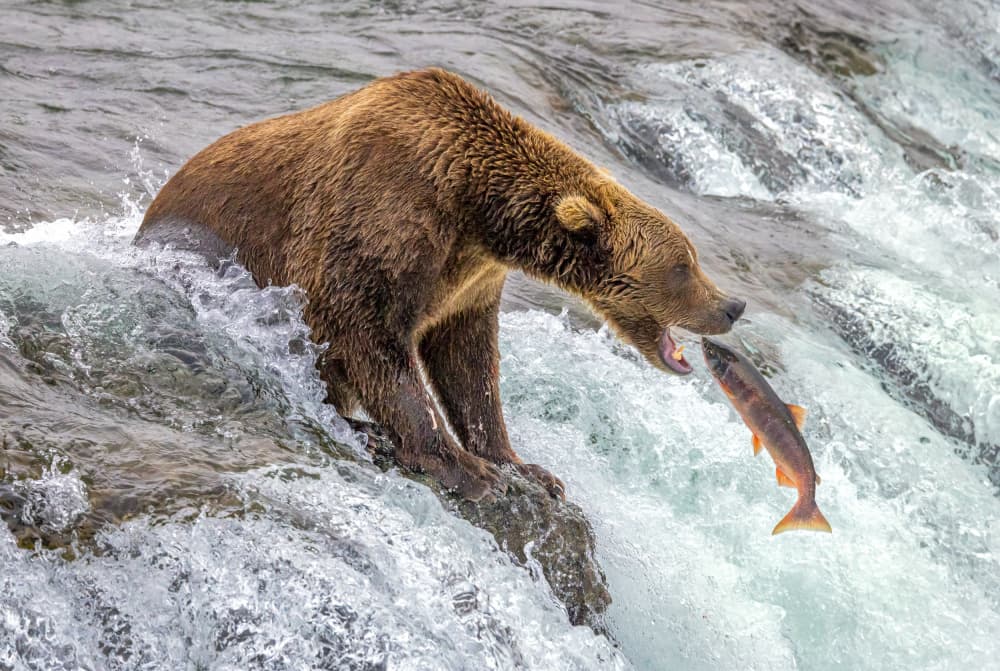 Wild Bear Catches Salmon by Ning Lin — canvas wall art
