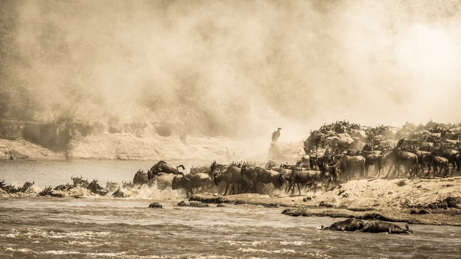 Great Wildebeest Migration by Mohammed Alnaser — canvas wall art