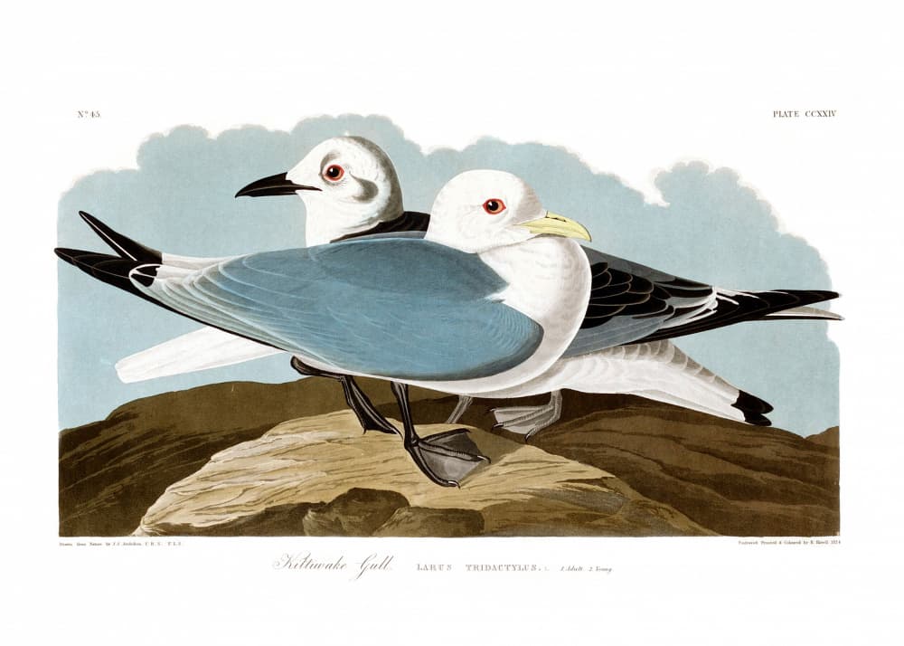Kittiwake Gull by John James Audubon — canvas wall art