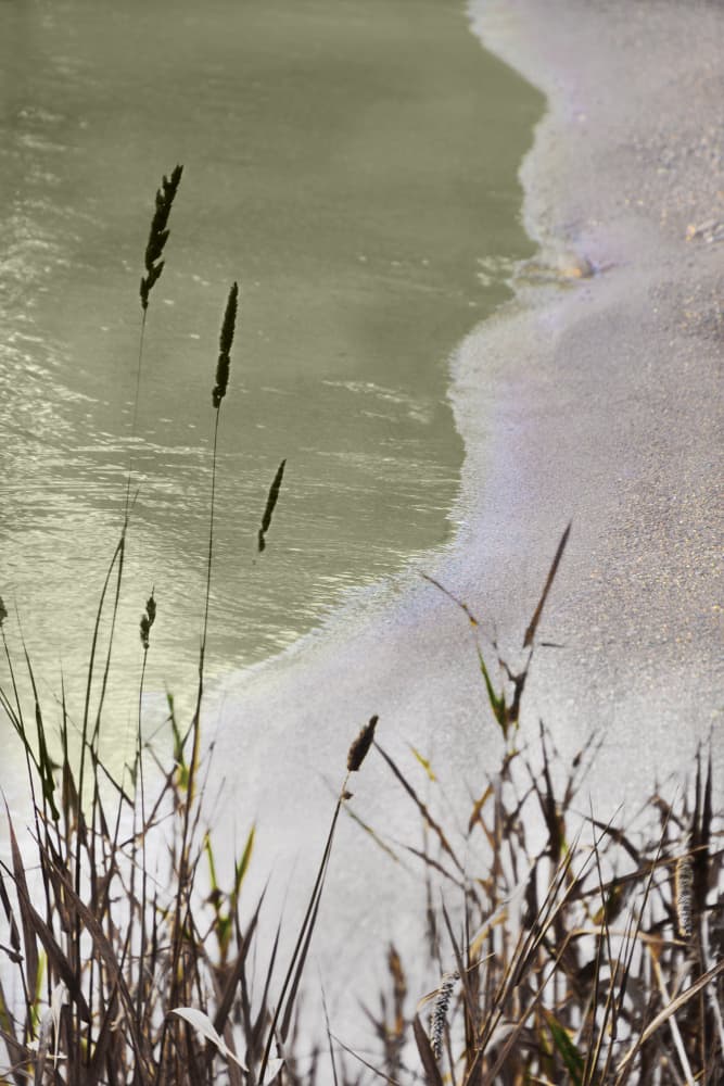 Tranquil Shoreline Grass by Christina Sillen — canvas wall art
