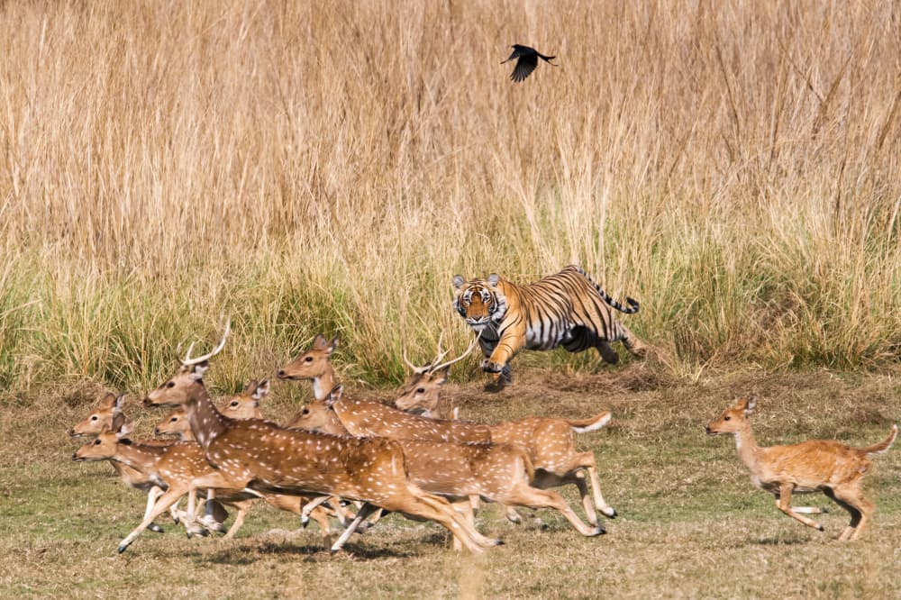 Wild Tiger Chase by Som Prasad — canvas wall art