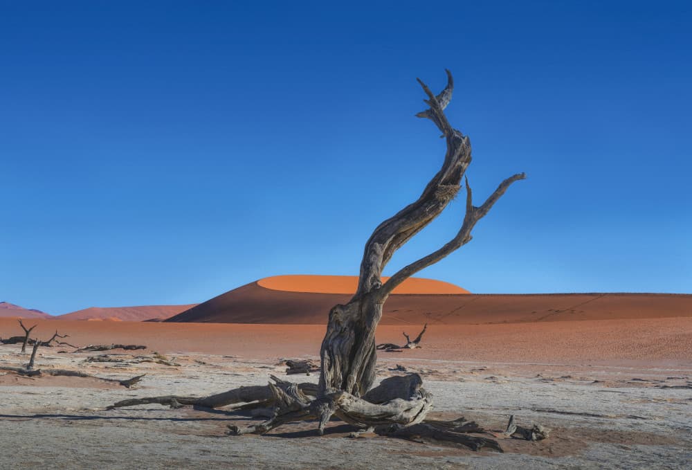 Deadvlei Ancient Tree by Nichole Chen — canvas wall art