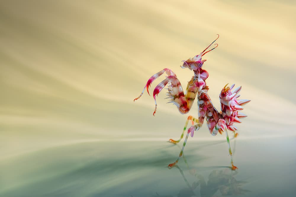 Orchid Mantis Reflection by Jimmy Hoffman — canvas wall art