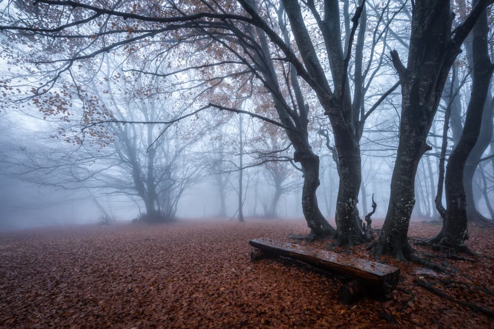 Misty Autumn Woods Bench by Sergio Barboni — canvas wall art