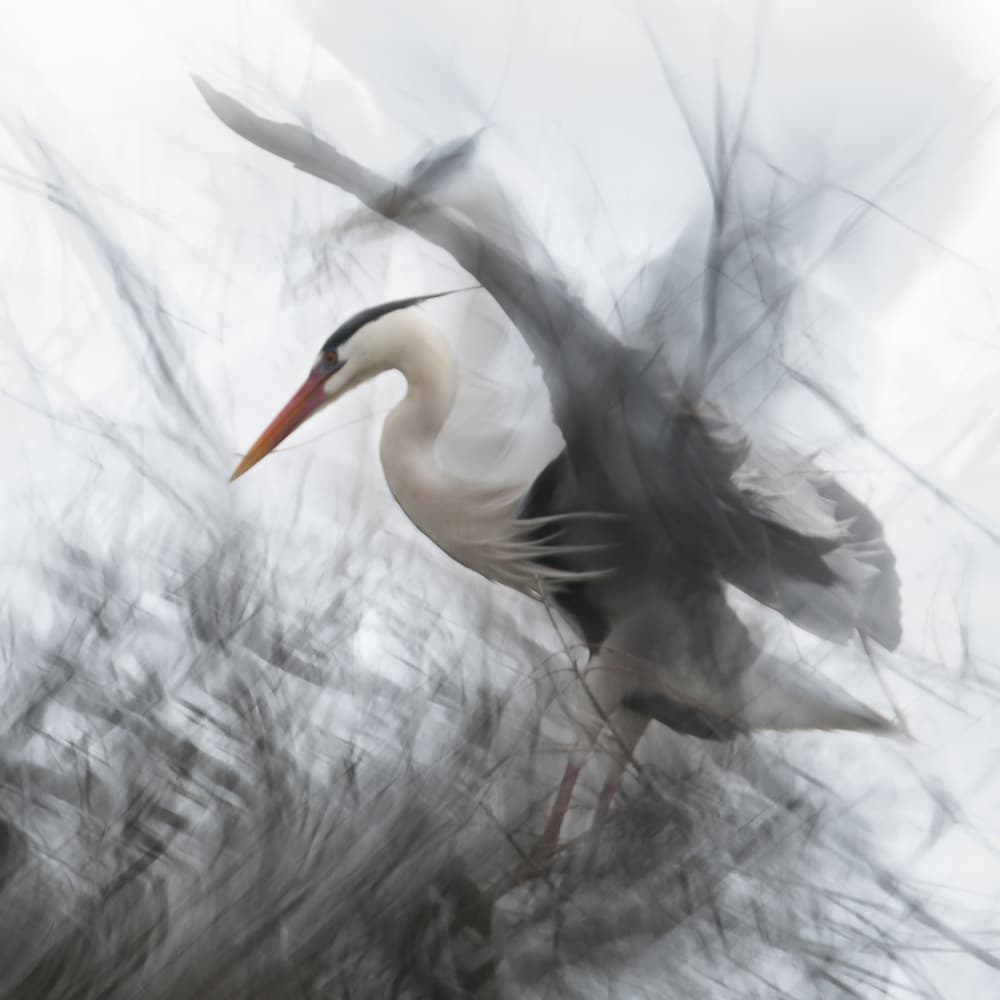 Ethereal Heron Flight by Martine Benezech — canvas wall art