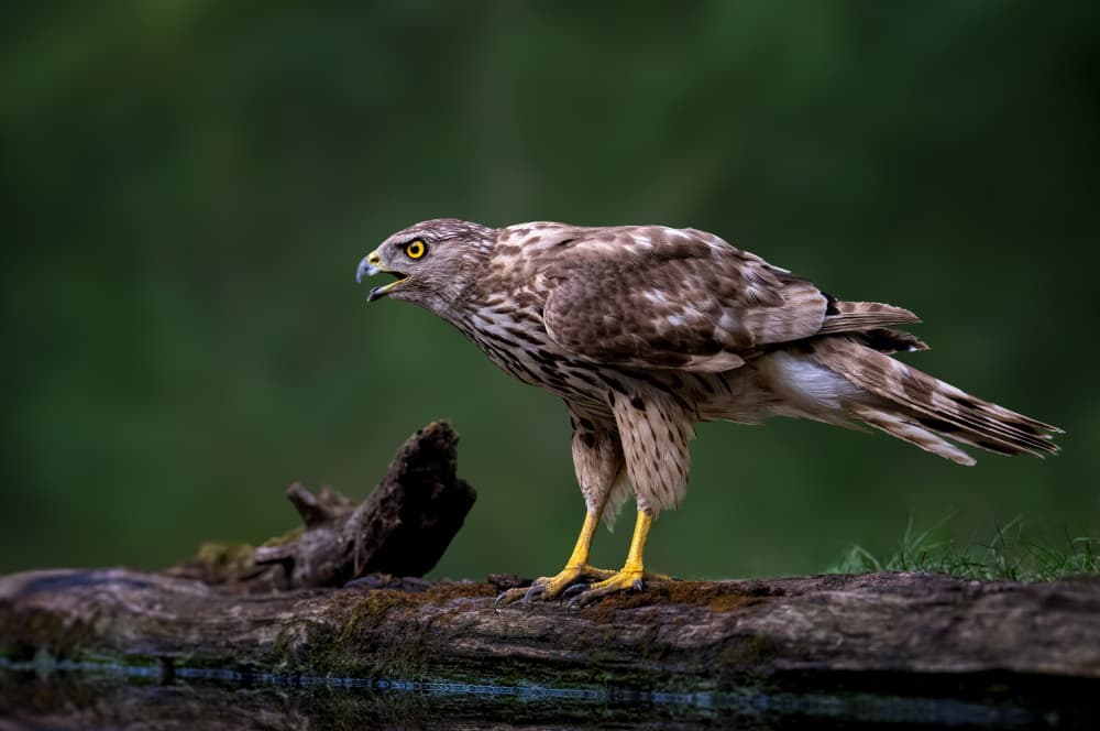 Alert Forest Hawk by Vicki Lai — canvas wall art