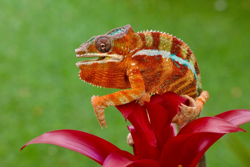 Vibrant Chameleon on Red by David Manusevich — canvas wall art