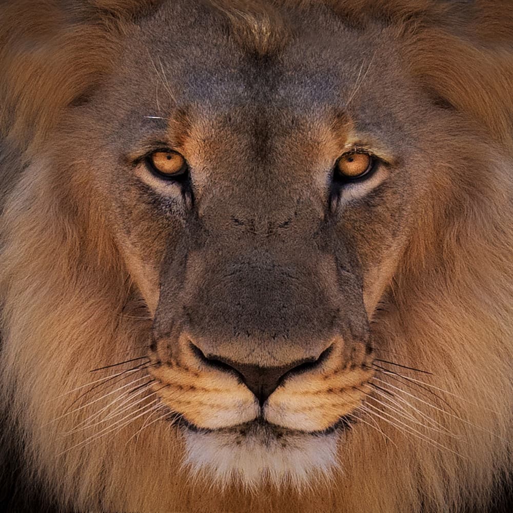 Majestic Lion Gaze by Jan Donckers — canvas wall art