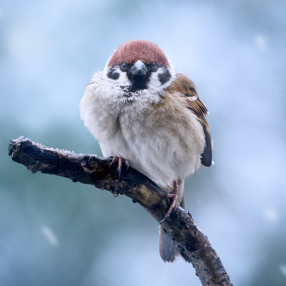 Snowy Winter Sparrow by Takiko Hirai — canvas wall art