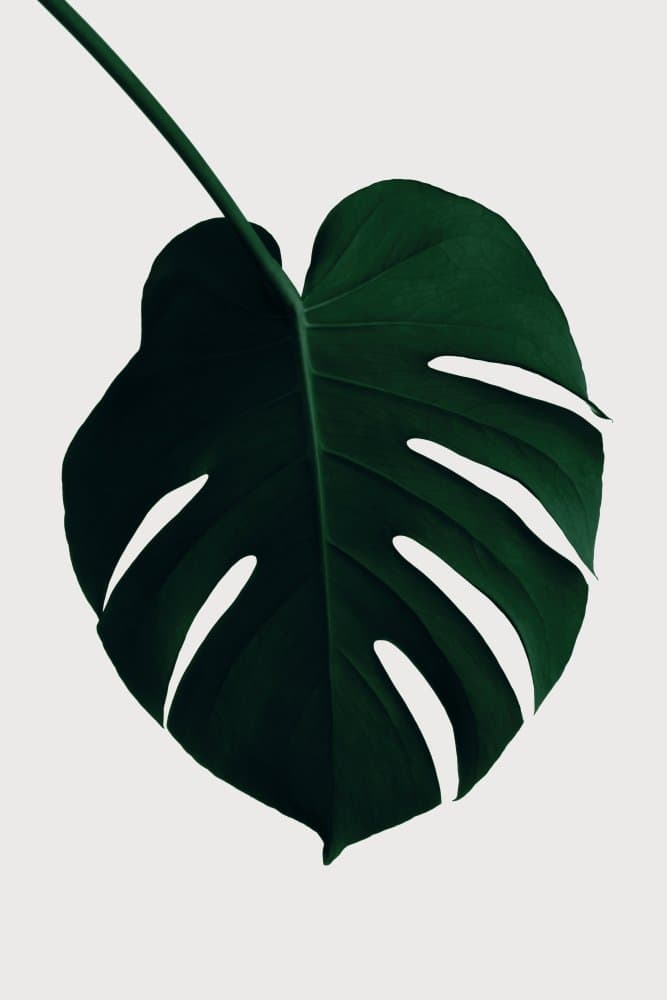 Dark Green Monstera Leaf by Pictufy Studio III — canvas wall art