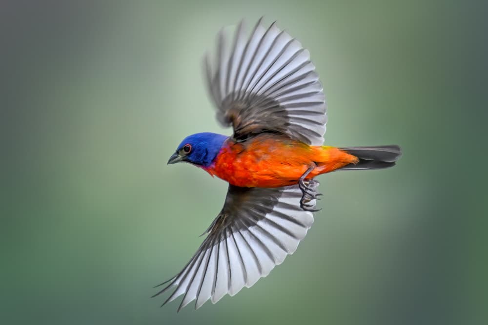 Vibrant Painted Bunting Flight by Jianping Yang — canvas wall art