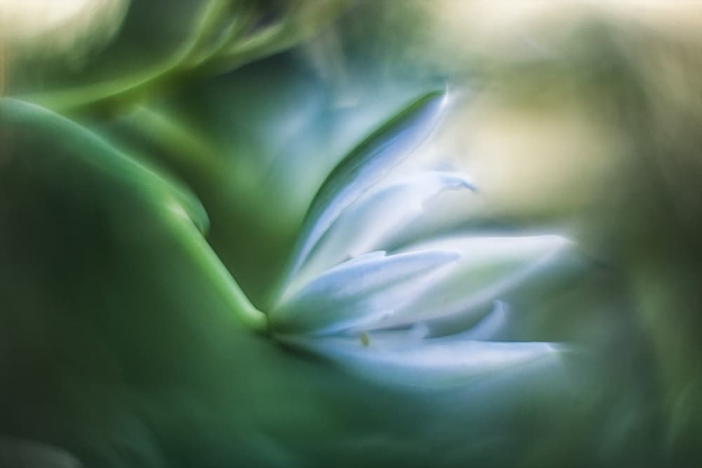 Serene Floral Dream by Hilda van der Lee — canvas wall art