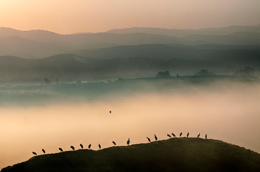 Misty Hill Birds by Miki Meir Levi — canvas wall art
