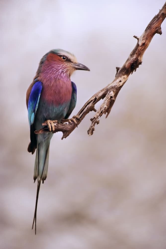 Vibrant Tropical Bird by Antonio Grambone — canvas wall art