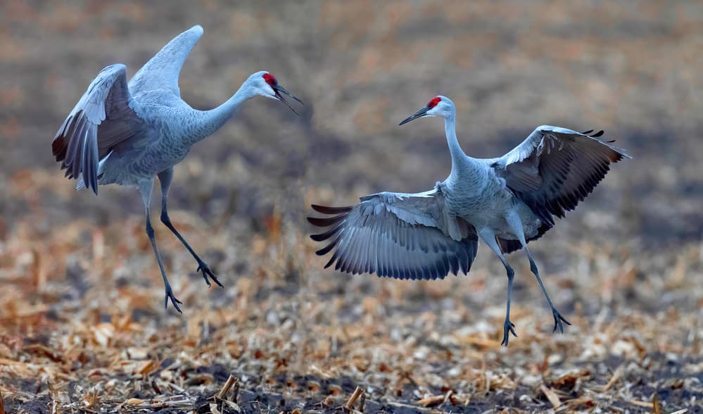Dancing Sandhill Cranes by Yuan Su — canvas wall art