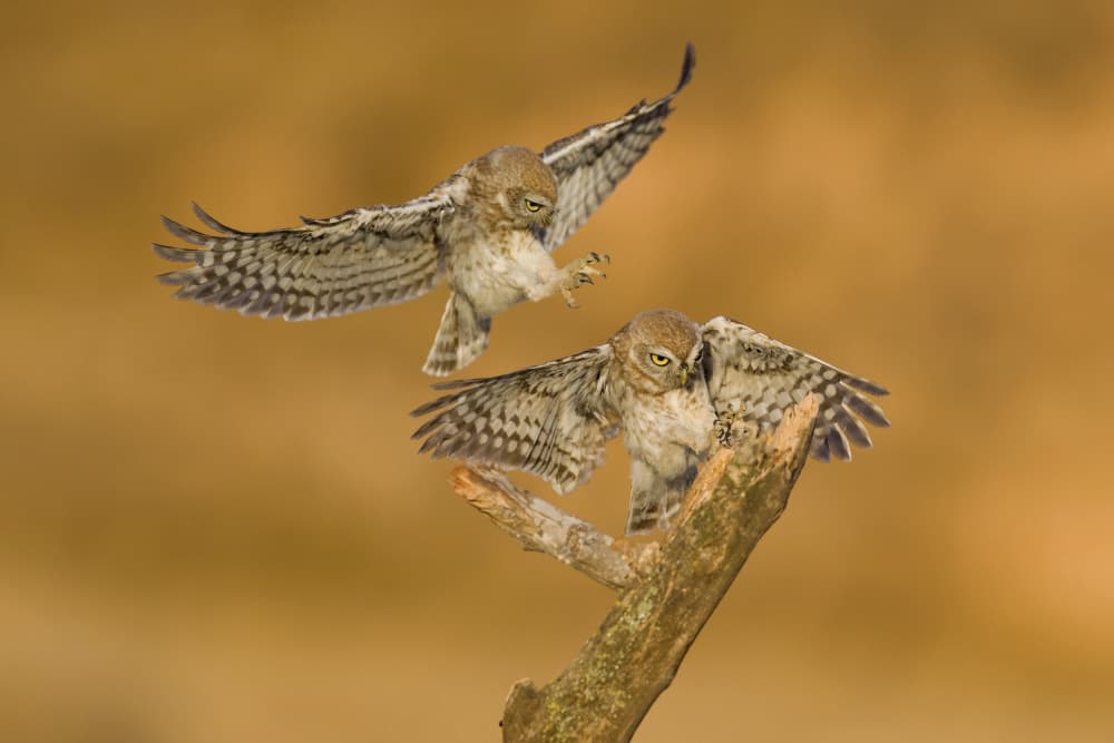 Owlets Landing by David Manusevich — canvas wall art