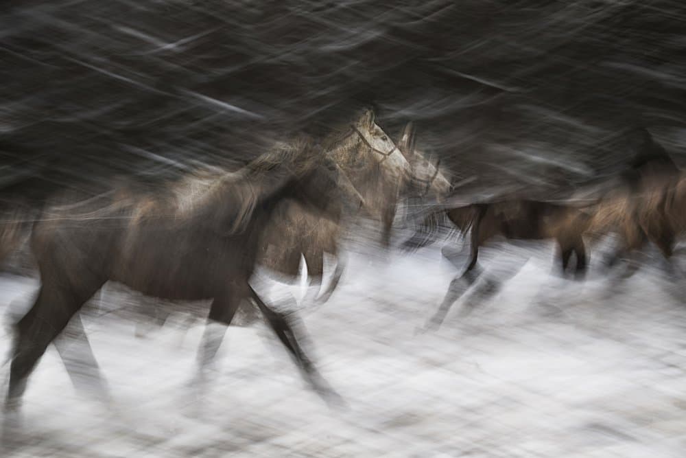 Wild Horses Winter Motion by Milan Malovrh — canvas wall art