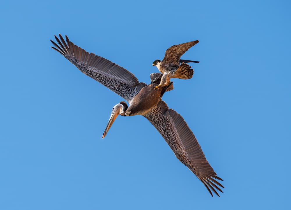 Falcon Rides Pelican by Allen SDCA — canvas wall art
