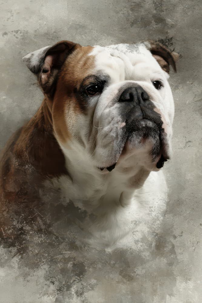 Noble Bulldog Portrait by Rafal Kulik — canvas wall art