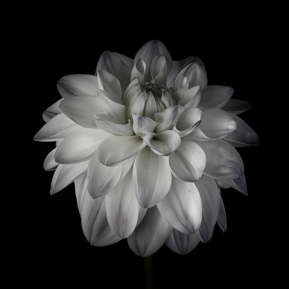 White Dahlia Bloom by Penny Myles — canvas wall art