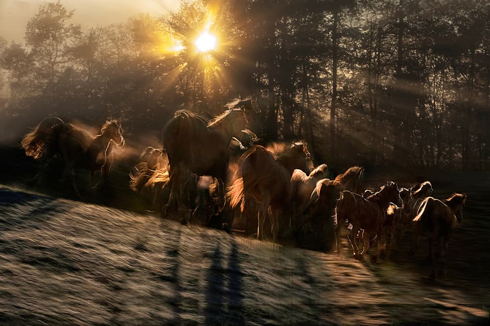 Wild Horses Golden Hour by Milan Malovrh — canvas wall art