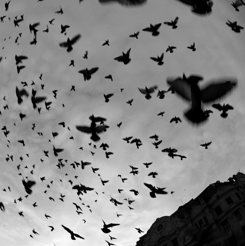 City Birds In Flight by Codrin Lupei — canvas wall art