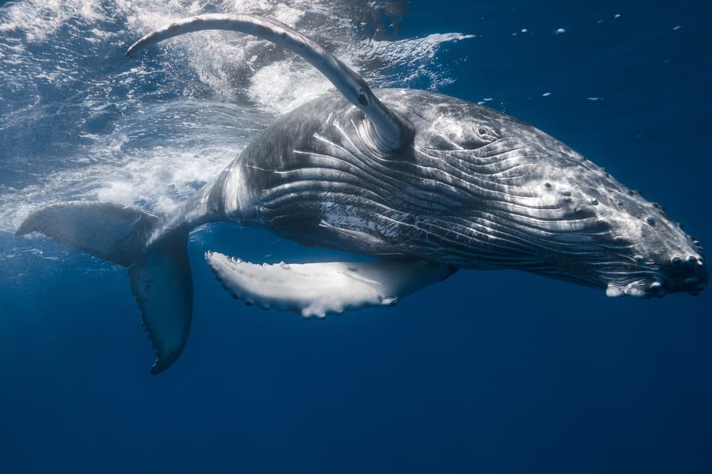 Majestic Humpback Whale by Barathieu Gabriel — canvas wall art