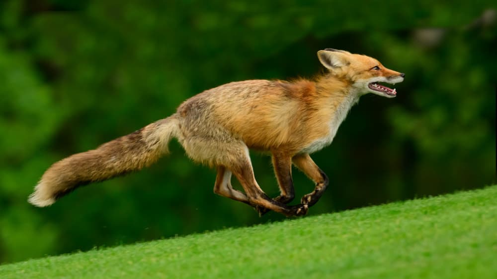 Wild Fox Running by Moses Wang — canvas wall art