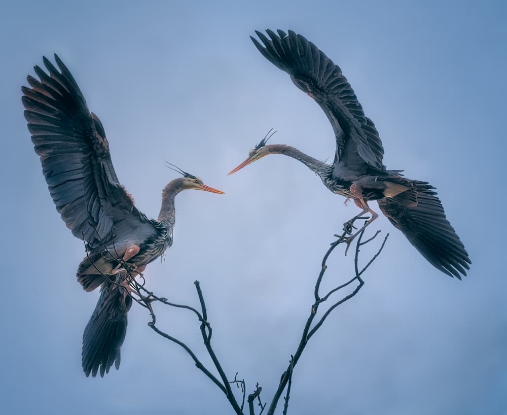 Herons In Flight by Ben.C.L — canvas wall art