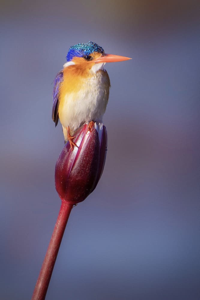 Vibrant Kingfisher Perch by Nichole Chen — canvas wall art