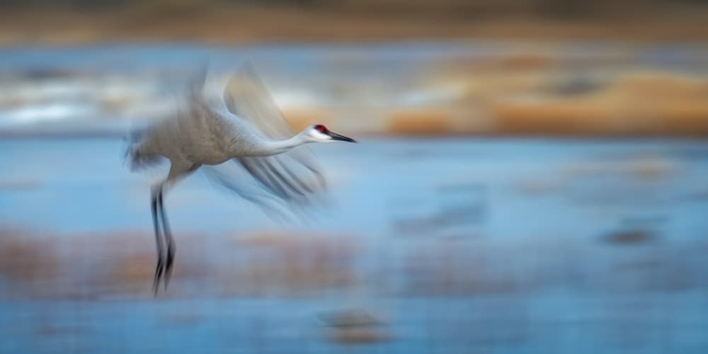 Sandhill Crane in Flight by Hanping Xiao — canvas wall art