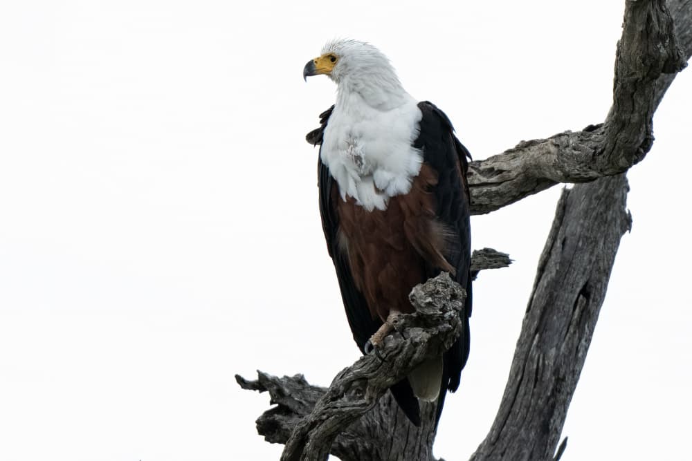 Majestic African Fish Eagle by Etienne Steenkamp — canvas wall art
