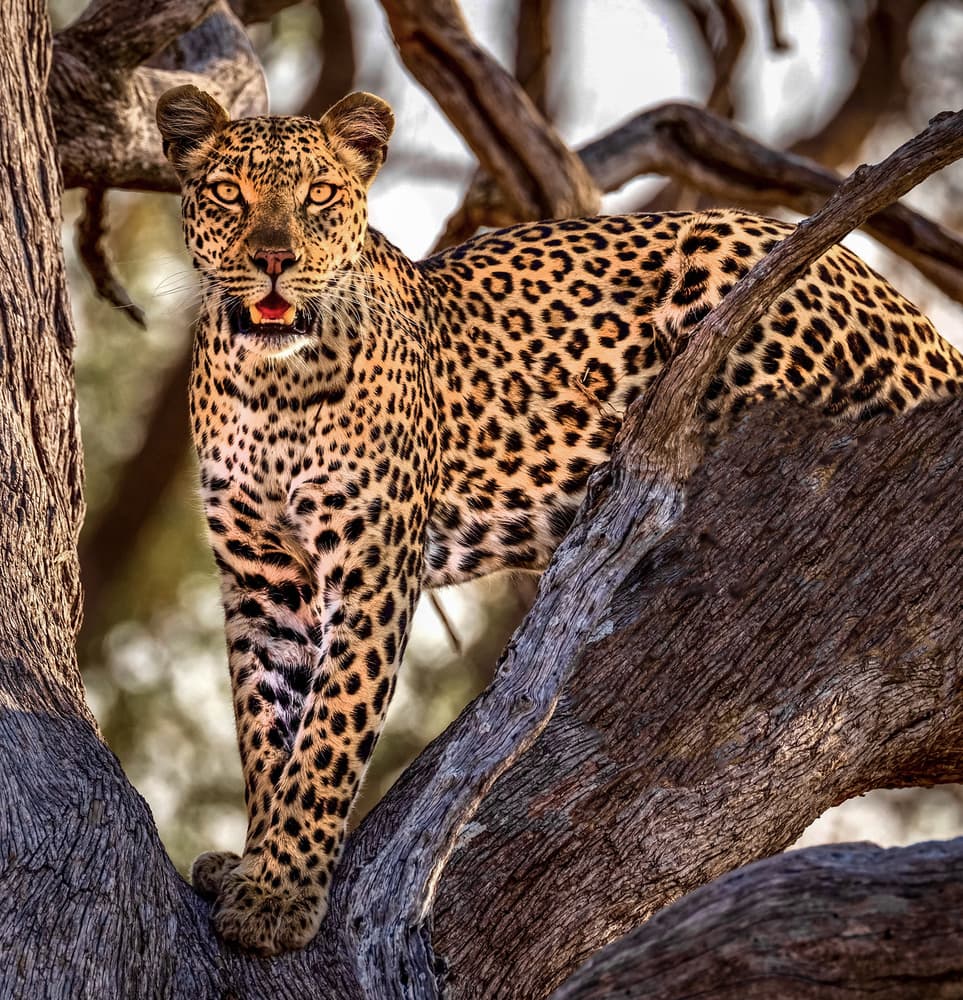Leopard on Tree by Rob Darby — canvas wall art