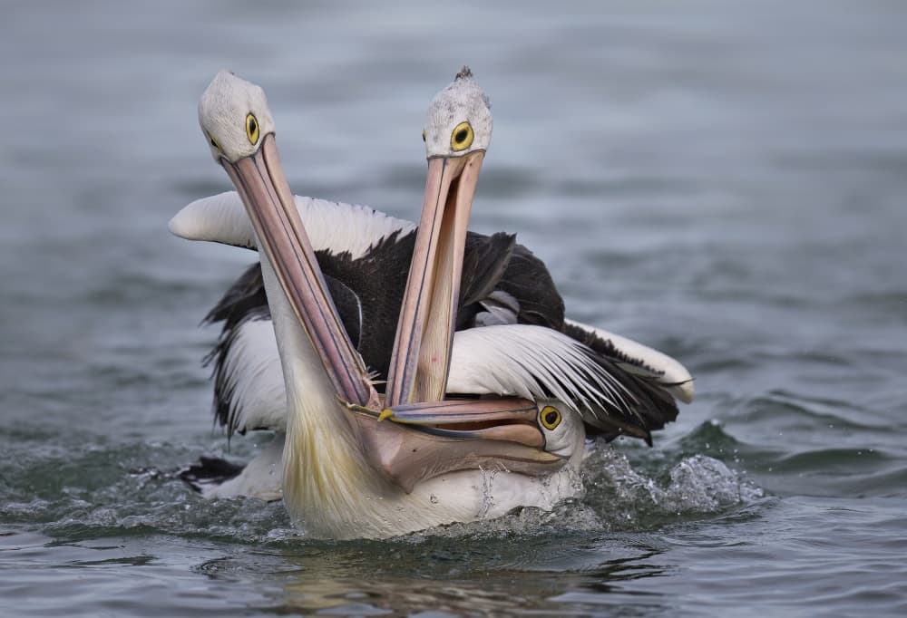 Pelicans Feeding Frenzy by C.S. Tjandra — canvas wall art