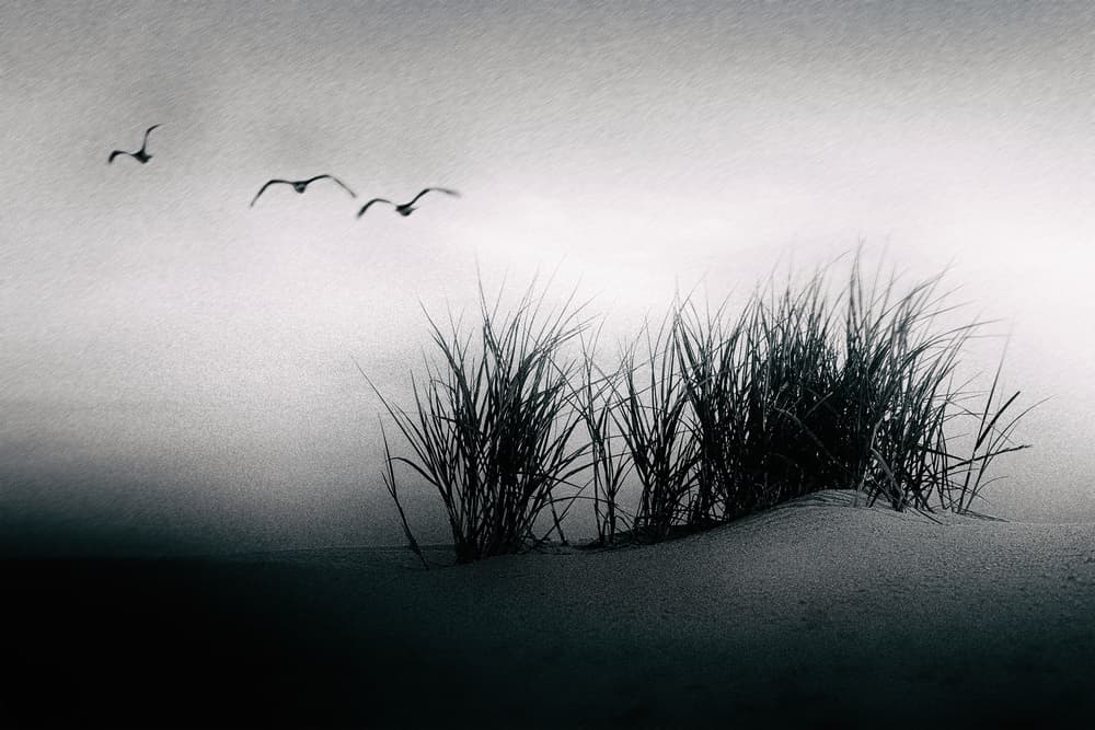 Birds Over Misty Dunes by Jacob Tuinenga — canvas wall art