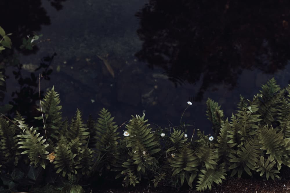 Green Ferns Dark Pond by Aimee Giles — canvas wall art