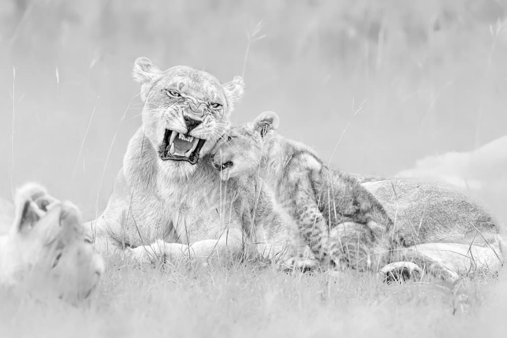 Fierce Lioness and Cubs by Jun Zuo — canvas wall art