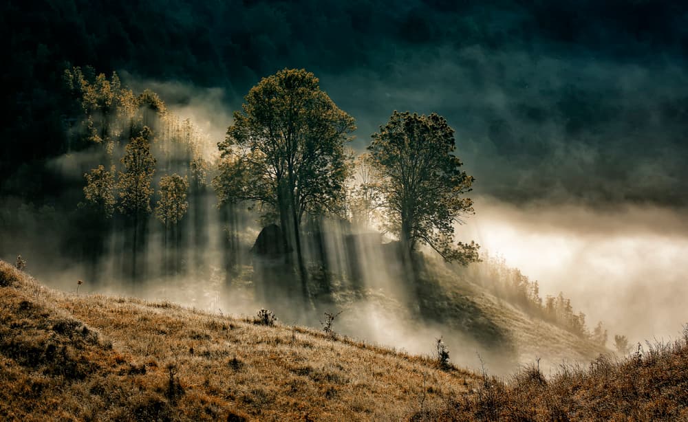 Misty Forest Sunlight by Grigore Roibu — canvas wall art