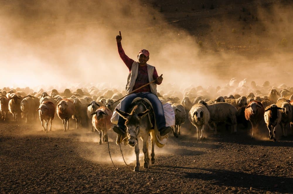 Dusty Shepherd and Flock by Emir Bagci — canvas wall art