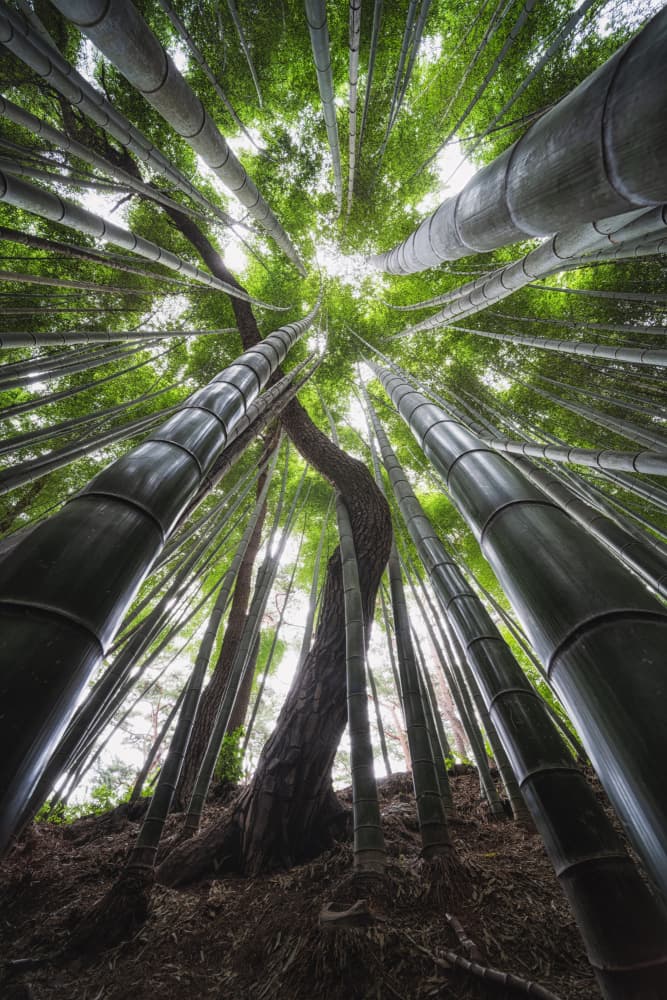 Bamboo Forest Upward by Tiger Seo — canvas wall art