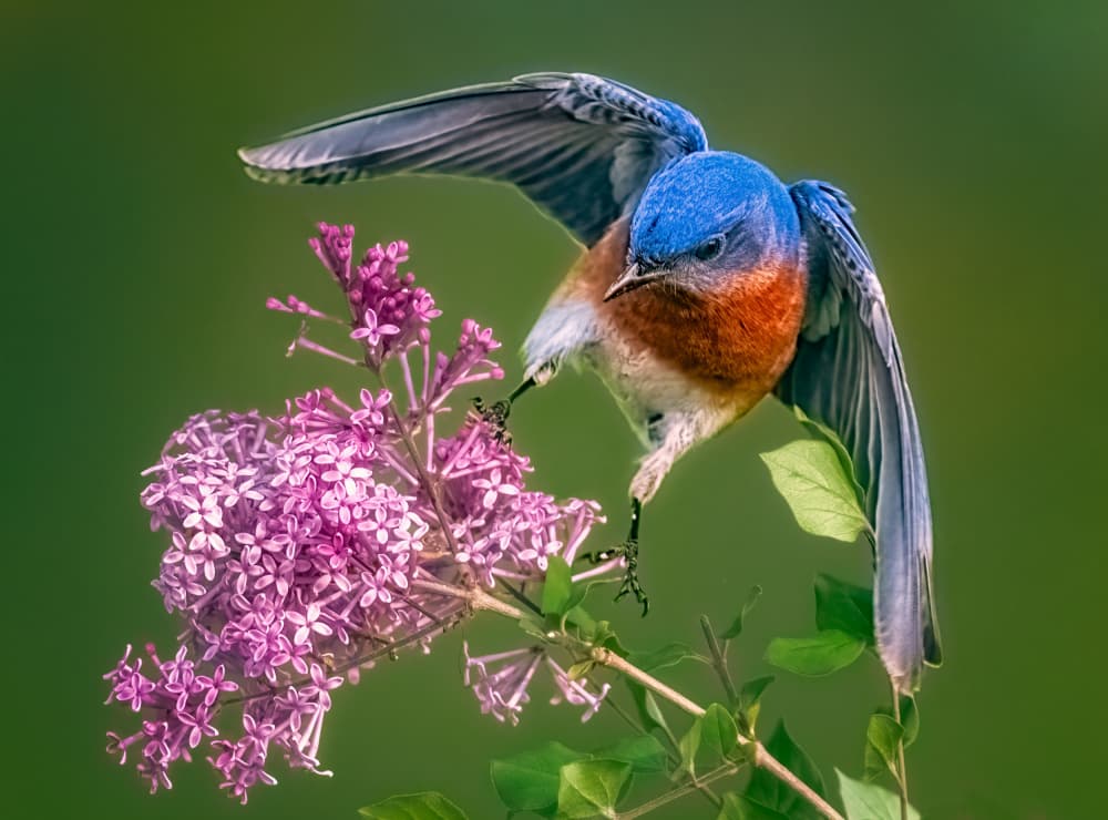Bluebird Lands on Lilac by Ben.C.L — canvas wall art