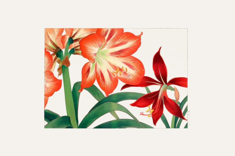 Vintage Amaryllis Flower by Tanigami Konan — canvas wall art
