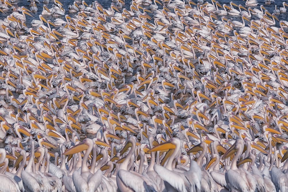 White Pelican Crowd by Keren Or — canvas wall art