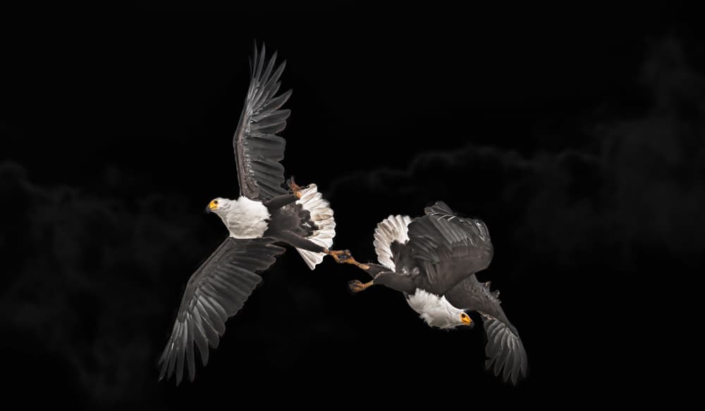 Dynamic Eagle Fight by Allen SDCA — canvas wall art