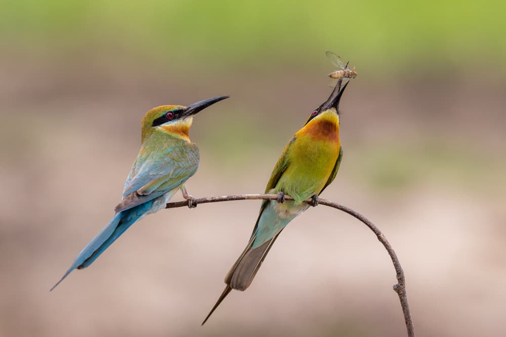 Vibrant Bee-eater Pair by HuongHoang — canvas wall art