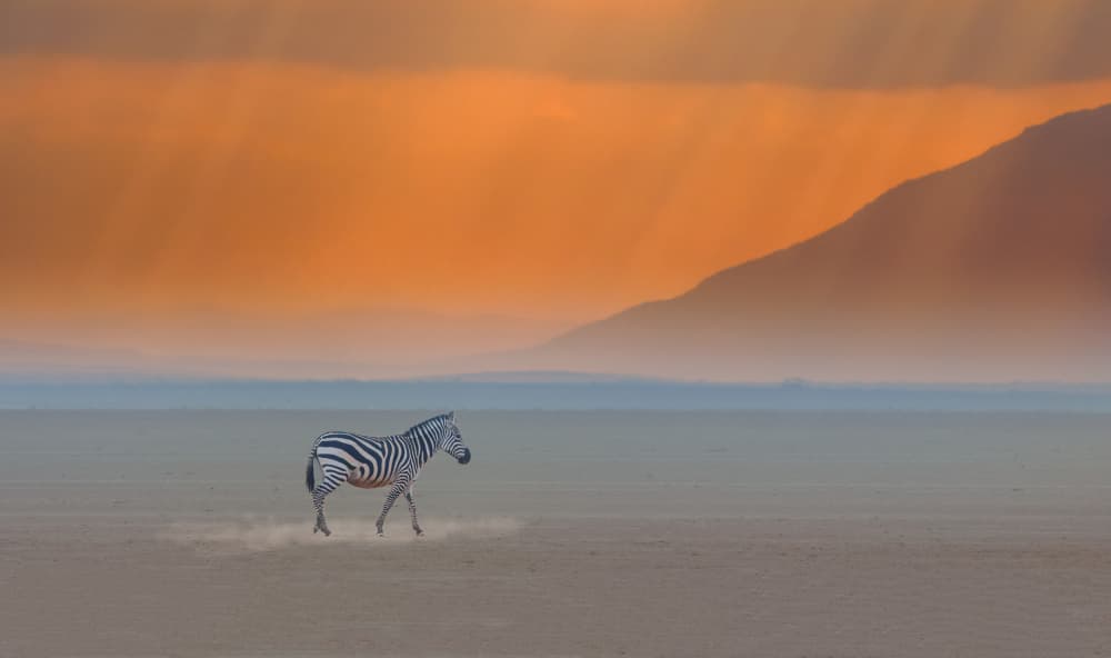 Zebra Desert Sunset by Yuan Su — canvas wall art